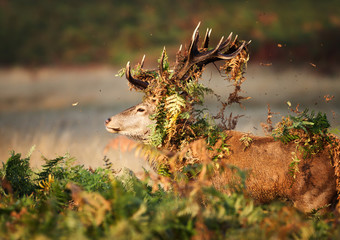 Red deer stag with vegetation on antlers