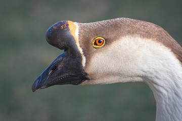 Portrait of a Swan Goose