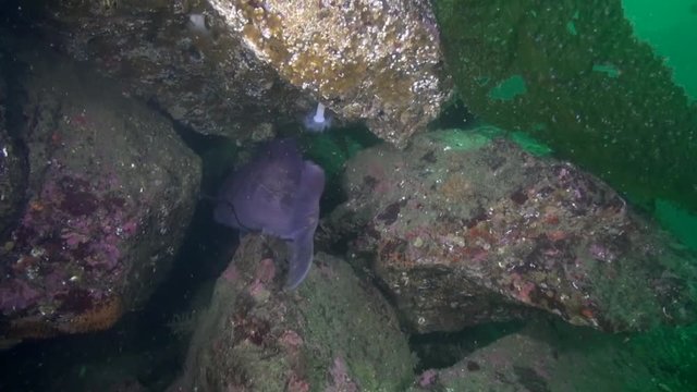 Large Ling Cod in the Emerald Sea