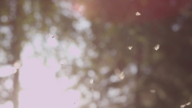 Thousands of caddis flies flying above a river during sunset before laying their eggs. Shot on Red Epic at 200fps.