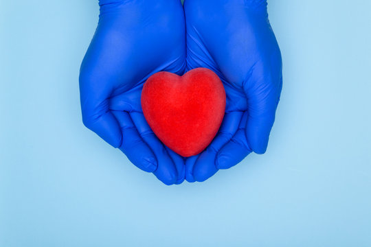Heart In Hands Stock Photo.Health insurance or love concept.Cardiology and heart disease concept.Hands of doctor in blue gloves hold red heart in hands isolated on white background.