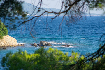 Blue sea water through the branches of trees