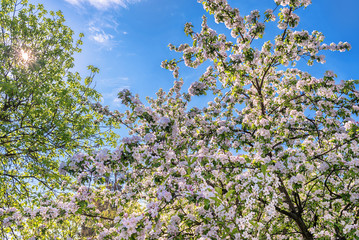 Apple Orchard in May. Blooming branches of an apple tree against a blue sky