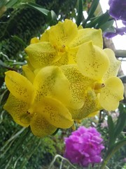 Fototapeta premium yellow orchid