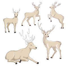Cute deer cartoon vector set. Wildlife character collection. Forest animal.