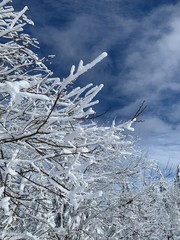 hoar-frost on tree branches in winter gainst blue sky with clouds