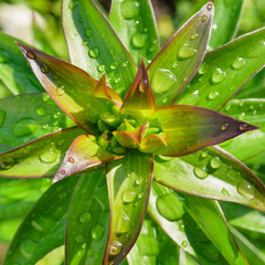 Green juicy leaves. May-lily and raindrops on leaves and stems.Lily sprouts with dew drops in the spring garden..Leaves with water drops.Copy space. Сoncept purity in nature.
