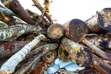 large pile of raw, old logs and firewood