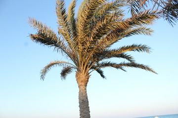 Obraz na płótnie Canvas palm tree