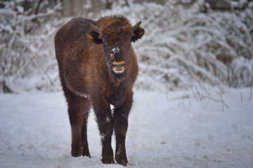 Wild European bison
