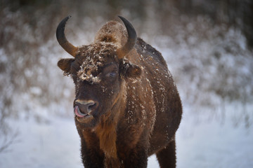 Wild European bison