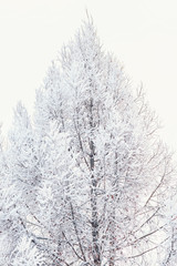 Larch branch in first winter snow at sunny day. Winter time.Larch in snow. Siberia, Russia.Snow on the branches ,and light frost.Quietly the snow falls.Coniferous tree with bright yellow needles.