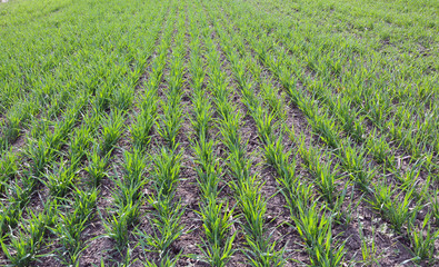 Winter wheat sowings