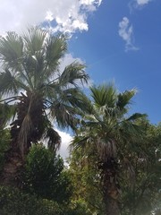 Fototapeta na wymiar palm trees and blue sky