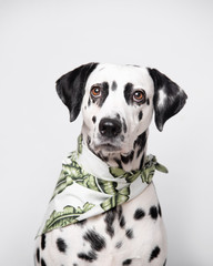 Dalmatian dog in green bandana in studio on the white grey background. Funny dog muzzle with happy smiling expression looking forward into camera.