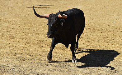 toro en españa