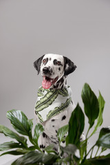 Portrait of happy Dalmatian dog in bandana among the green exotic leaves in studio on the white...