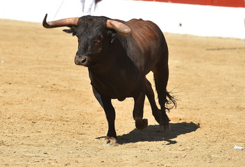 toro en españa