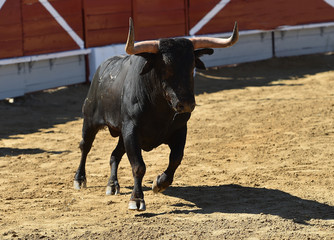 toro en españa