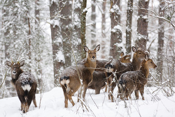 Wild animals in their natural habitat. Deer family in deep snow at winter forest