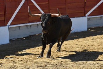 bull in spain with big horns