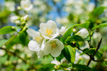 spring little white flowers of  tree