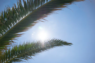 Close up of tropical palm tree branches and bright sun breaking through the leaves.