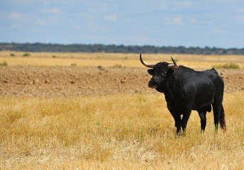 toro en el campo