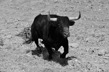 toro en el campo