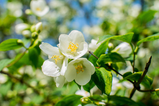 spring little white flowers of  tree