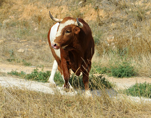 bull in spain