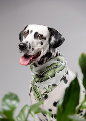 Portrait of happy Dalmatian dog in bandana among the green exotic leaves in studio on the white grey background. Funny dog muzzle.