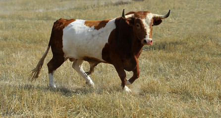 toro en españa