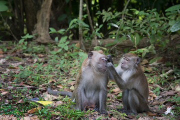 Couple of  macaque monkey taking care of each other in the wild. taken on Langkawi island, Malaysia