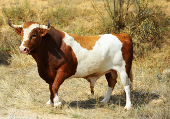 Fototapeta na wymiar bull in spain