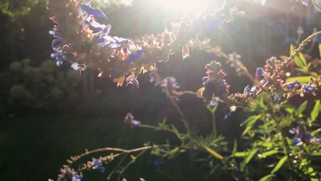 A bee is looking for something edible on purple flowers