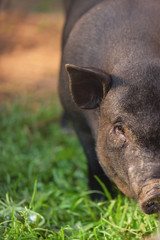 Black pig. Portrait of an animal. Pig closeup on a background of nature. 