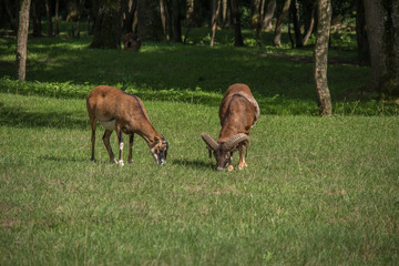 Zwei Mufflons auf Wiese