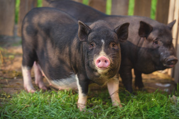 Black Vietnamese pigs on the farm. Two little cute black pigs.