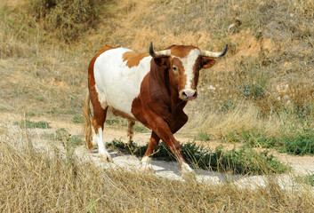toro en el campo