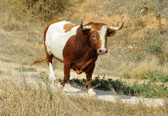 bull in spain