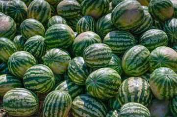 Fototapeta na wymiar Lot of ripe watermelons against the blue sky. Closeup of a green watermelon.