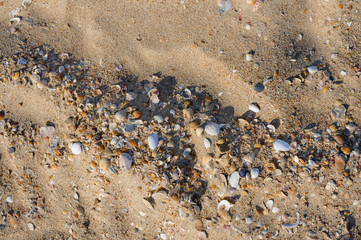Gold sand with krai seashells on the foreground. Tropical sand background of seashells close-up. Natural sandy shell rock texture background in natural colors.