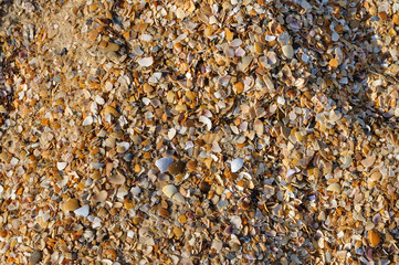 Abstract golden sand with seashells background. Design for interiors. Tropical sand background close-up. Natural sand stone background texture in natural colors.