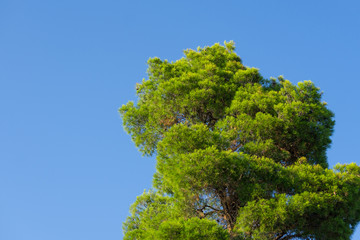 Green tree top with blue sky in summer.