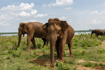 Fototapeta na wymiar Two adult Asian elephants standing and looking towards the camera next to the lake in Udawalawe national park in Sri Lanka, Asia. Few elephants standing in the background.