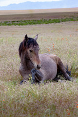 Fototapeta premium foal