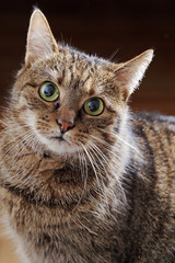 chat tigré yeux verts