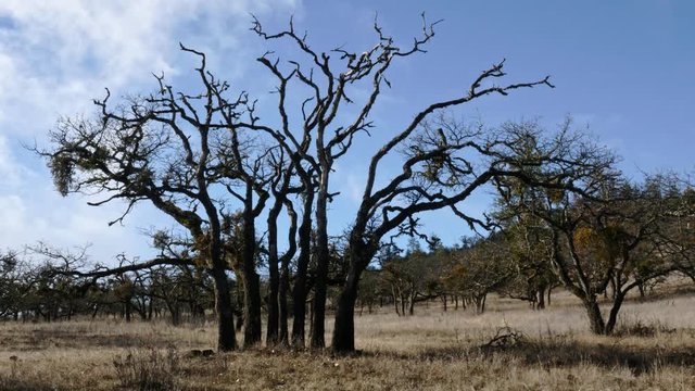 A look at the east side of Roxy Ann, Rogue Valley, Southern Oregon.  A beautiful White Oak tree stands front and center.
