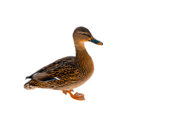 brown duck on a white background. isolate